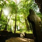 Tranquil forest scene at Clonganny House with sunlight filtering through trees.