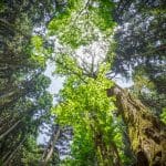 Forest canopy at Clonganny House, Ireland.