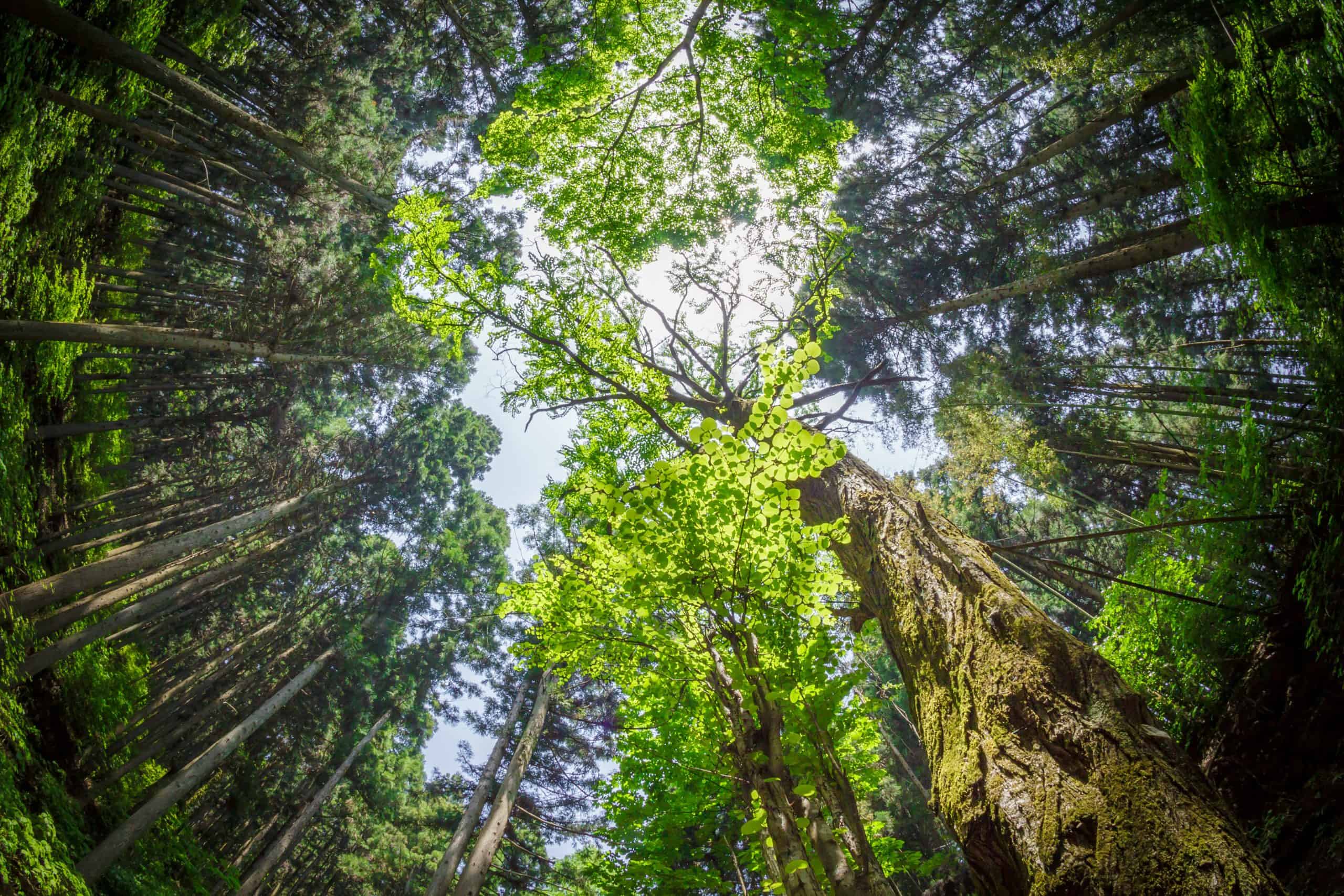 Forest canopy at Clonganny House, Ireland.
